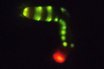 Bioluminescência Avançada: Inovações Inspiradas na Larva do Besouro Brasileiro