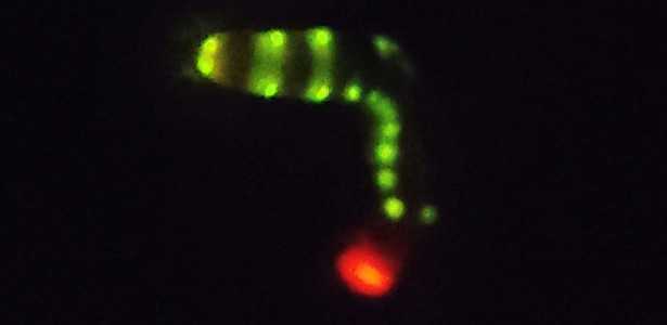 Bioluminescência Avançada: Inovações Inspiradas na Larva do Besouro Brasileiro