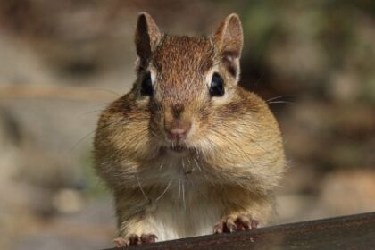Descobertas de Mamíferos em Países Tropicais Superam, Mas Estudos do Norte Global Continuam Mais Avançados