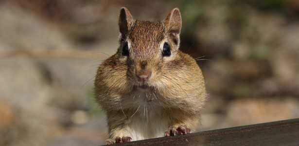 Descobertas de Mamíferos em Países Tropicais Superam, Mas Estudos do Norte Global Continuam Mais Avançados
