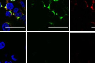 Ultrassom: A Nova Tecnologia para Combater os Vírus da Influenza A e COVID-19 sem Atingir Células Humanas