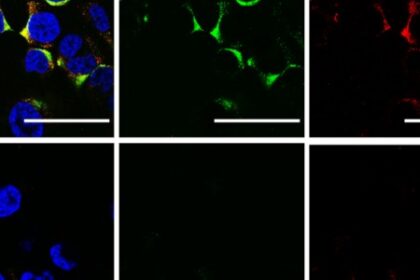 Ultrassom: A Nova Tecnologia para Combater os Vírus da Influenza A e COVID-19 sem Atingir Células Humanas