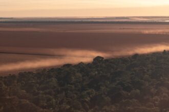 Impactos de Incêndios, Secas e Tempestades na Diversidade da Vegetação da Amazônia