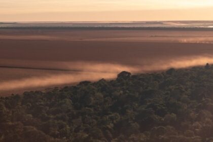 Impactos de Incêndios, Secas e Tempestades na Diversidade da Vegetação da Amazônia