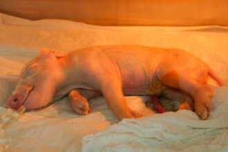 Brasil Inova com Primeiro Porco Clonado da América Latina para Doação de Órgãos ao SUS