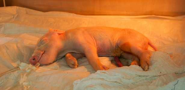 Brasil Inova com Primeiro Porco Clonado da América Latina para Doação de Órgãos ao SUS