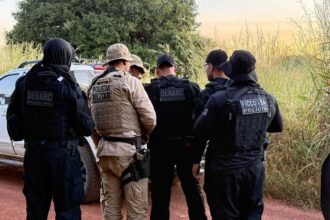 Polícia encontra 50 mil pés de maconha em operação no oeste da Bahia